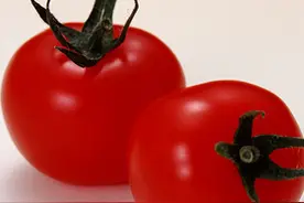 西红柿的营养 西红柿的饮食禁忌图片