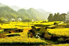 春天到了 岳阳油菜花海观赏精品景点推荐图片