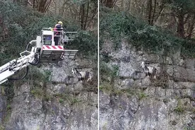 英国一山羊被困悬崖及时获消防员营救图片