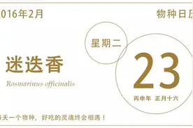 迷迭香：佩戴在西服上的西餐食材图片