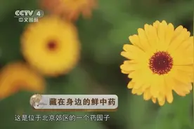 马齿苋既清热解毒，又厚肠止痢，经常便血、长痔疮的人吃了有好处