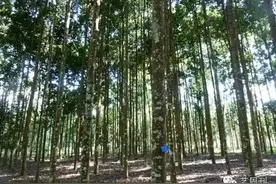 说木 | 深埋地下四十余年而不朽的海南坡垒图片