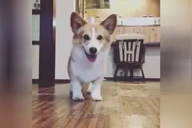 柯基汪汪的踢踏舞，边踢踏，边后退，可爱极了