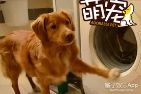 不敢相信，这只软萌大金毛竟然会洗衣服！图片