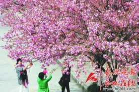 暖春之日赏花之时：盘点合肥春日赏花地图图片