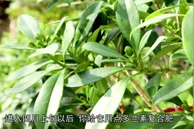 非洲茉莉的养护方法，20年花匠详细讲解，简单实用又好学！视频封面