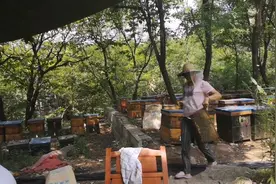 看看养蜂人拿来的老蜂巢怎么样，你懂蜂蜜吗？听听养蜂人怎么说视频封面