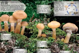 同是真菌，为什么脚上却不长蘑菇图片