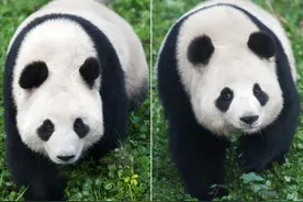 中国大熊猫将再次赴韩 入驻爱宝乐园3300平别墅图片