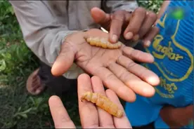 舌尖上不一样的美味，乡村美食之蚁后，你敢尝试吗？