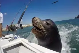 海洋趣闻|在海上捕鱼竟会被萌"海盗"抢劫！图片