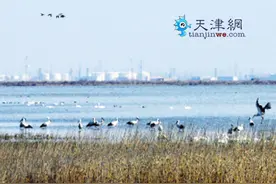 北大港上演“天鹅湖” 千余候鸟先期抵达图片