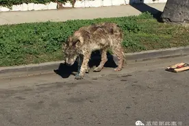 状况糟到认不出品种的狗狗，满血复活后，才发现它是帅爆的狼狗混血！图片