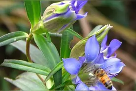龙胆草的功效与作用 龙胆草的药理作用图片