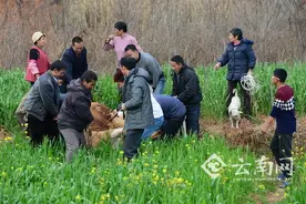 疯牛撒欢4小时 石林警方民警一枪击毙保民安图片