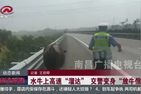 怀孕水牛上高速“遛弯”，受到惊吓不住嚎叫，交警变身“放牛倌”视频封面