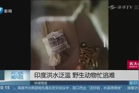 男子与虎共眠，早上醒来发现床上有只老虎，头靠爪子睡得正香视频封面