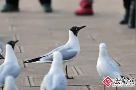 红嘴鸥头咋变黑了？ 换上“婚纱”“去度蜜月”图片