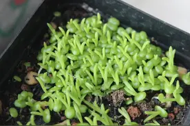 你的梦里有“多肉”吗？图片