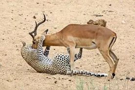 猎豹猎杀羚羊，咬着已成囊中物，羚羊却得以逃脱，究竟发生了什么图片