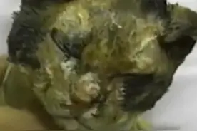 母猫冲入火海致面目全非，作死行为背后隐藏着让人震惊的原因！图片
