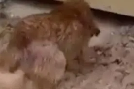 狗妈妈为救被水淹的小狗，勇敢的钻进很底下去救孩子图片