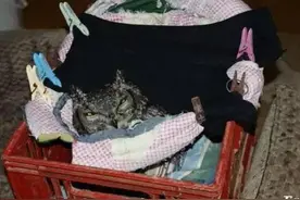 男子拯救了一只受伤的猫头鹰，接下来发生的事情让他无比震惊！图片