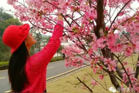 急报！肇庆北岭山森林公园D樱花靓到痹！图片