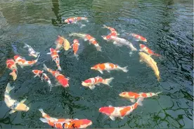 高端、精准! 西安小袁教你挑锦鲤2（成长性+模样）图片