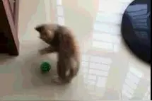 喵星人玩球却数次成功躲避球体，主子，您是玩球呢还是在搞笑呢！图片