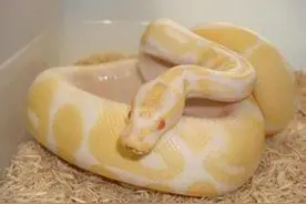 盘点2016年最会装傻的生肖图片