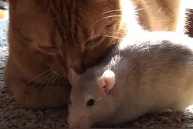 宠物鼠总是粘着家里的猫，当它是妈妈，还和猫在一个盆里吃饭图片