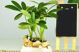 鹅掌柴（鸭脚木）也是客室盆栽之选（附盆栽养护攻略）图片