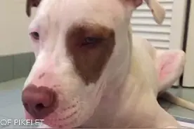 脸臭臭的狗狗遇上2只呆萌小鸭子，有爱的故事发生了！图片