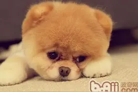 只用4招，帮助生病狗狗更快恢复健康！你必须掌握的喂养手册！图片