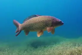 钓友潜水直播，打窝，咬钩，中巨型鲤鱼、鲩鱼全记录！精彩绝伦！图片