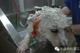 起底"宠物医院"黑幕：看个感冒上千元 没病也会被传染图片