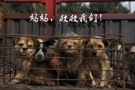 一条牵引绳除了防止狗狗走丢，它更奇葩的作用是阻止狗狗乱交配啊图片