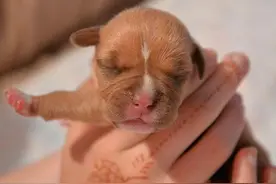 不忍放弃被狗妈妈抛弃的早产小狗 她的悉心照顾让狗狗活了下来图片