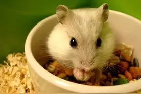 饲养仓鼠时可能出现什么疾病状况？专家教您一些应对技巧图片