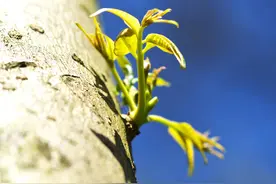 春上椿树——吃春图片