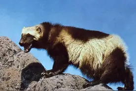 古代盗墓灵兽“人脚獾”有哪些神奇之处？盗秦皇陵曹操墓轻而易举图片