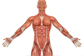 人体躯干的绘画方法—男女各不同图片