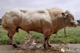 动物也练健美？它们都在秀肌肉...图片