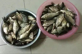 初试猪饲料钓鱼，今天我爆盆图片