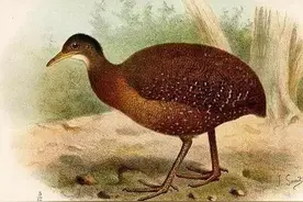 动物世界鸟类图录-（共鸟）形目Tinamiform图片