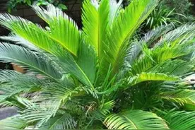 盆栽知识|铁树（苏铁）养护全攻略图片