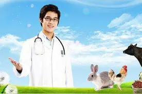 我的兽医生涯图片