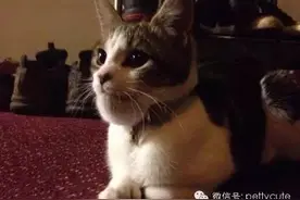 猫咪和狗狗被蜜蜂蛰了之后，差点变成了另外一个物种图片