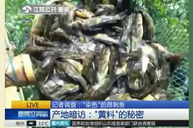 产妇买昂刺鱼催奶 鱼身掉色疑似遭染色图片